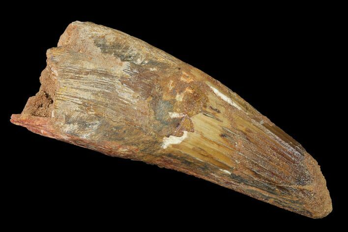 Bargain, Real Spinosaurus Tooth - Huge Tooth #141798